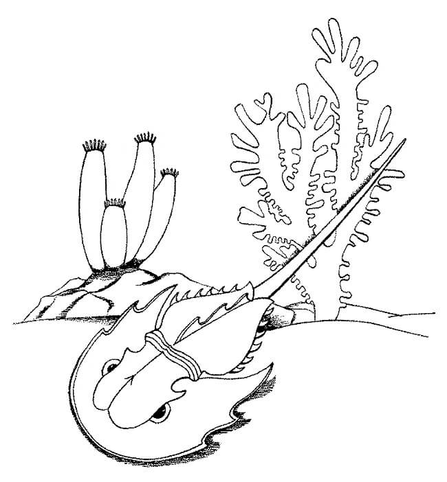 Dibujo de Cangrejo Herradura en el Mar para Colorear