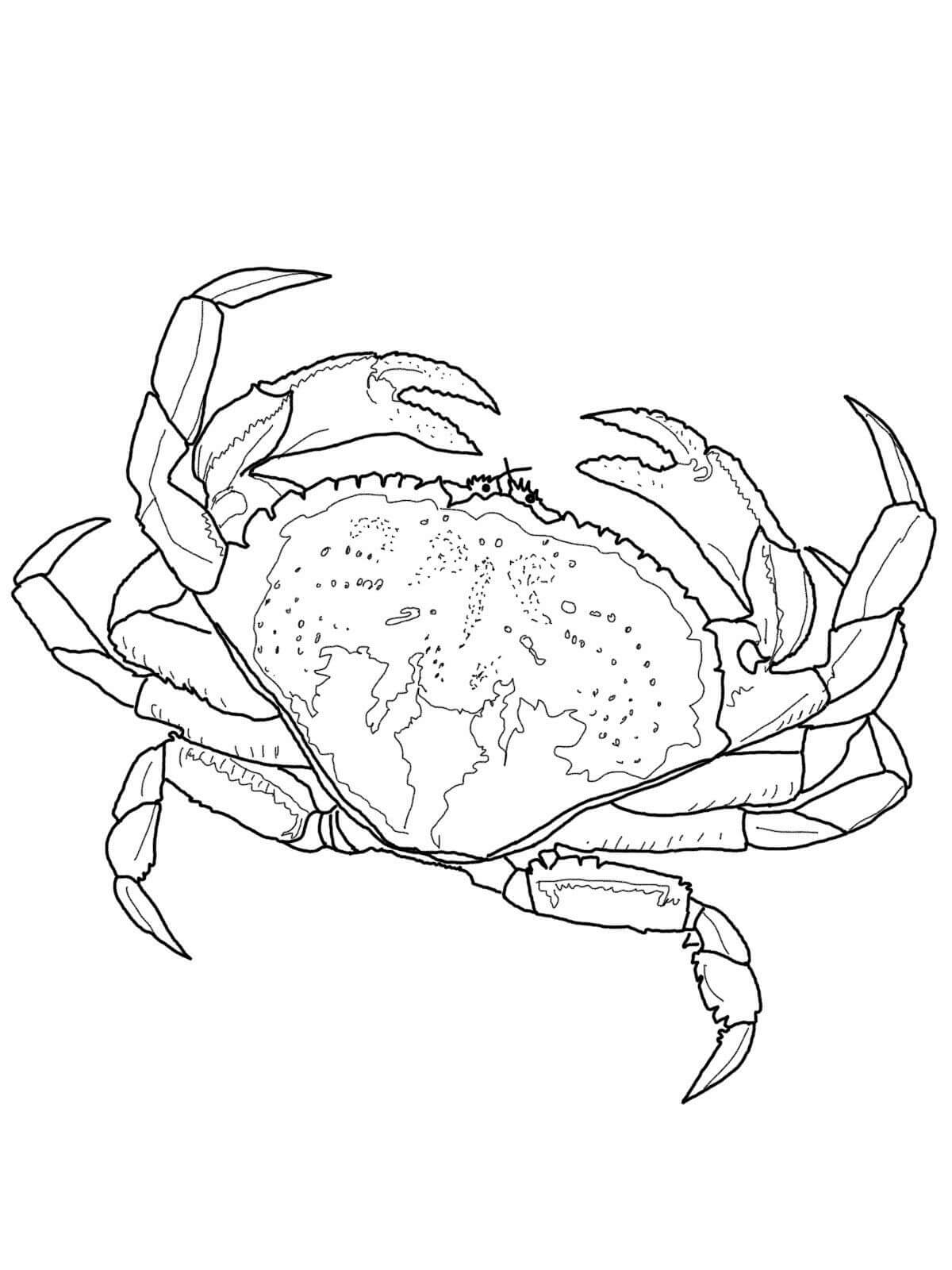 Dibujo de Cangrejo Impresionante para Colorear