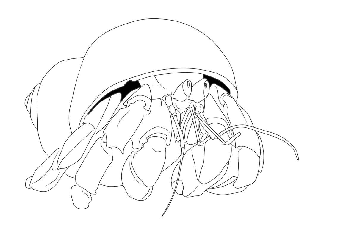 Dibujo de Cangrejo Perfecto para Colorear