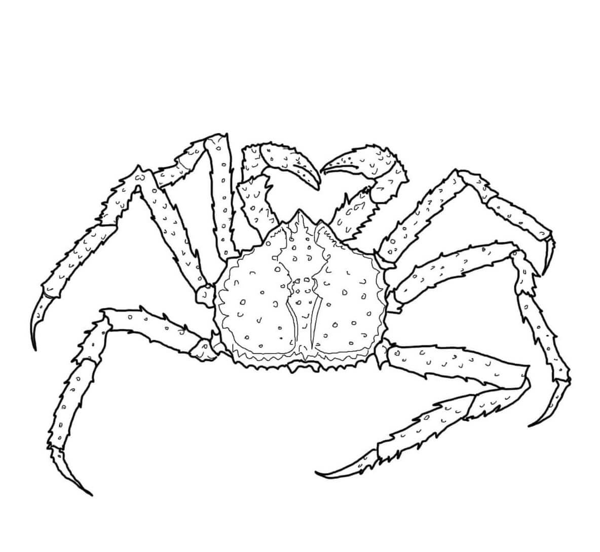 Dibujo de Cangrejo Real para Colorear