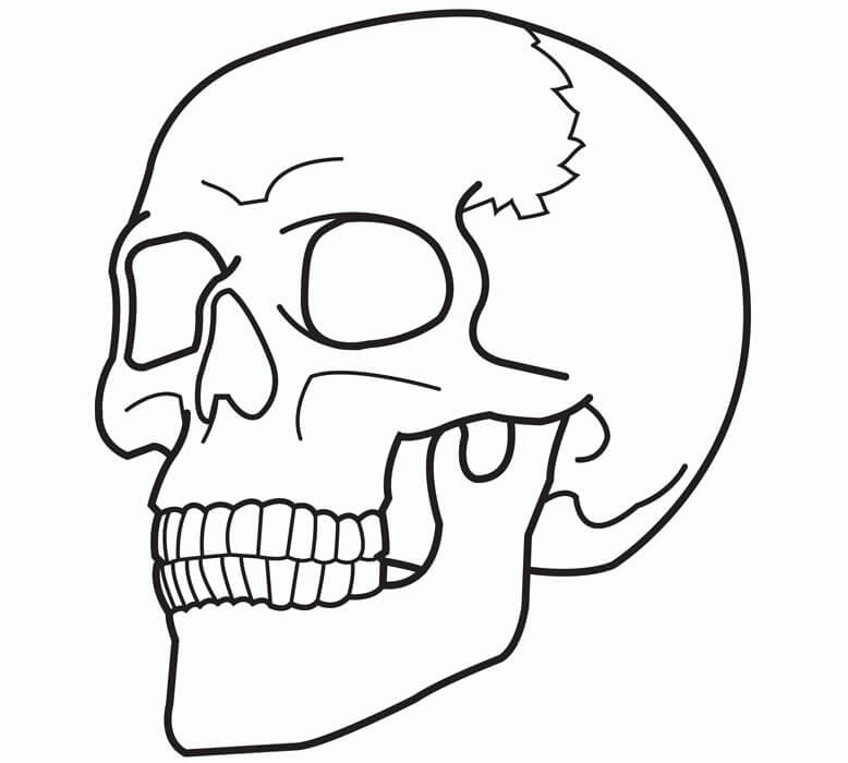 Dibujo de Crneo Normal para Colorear