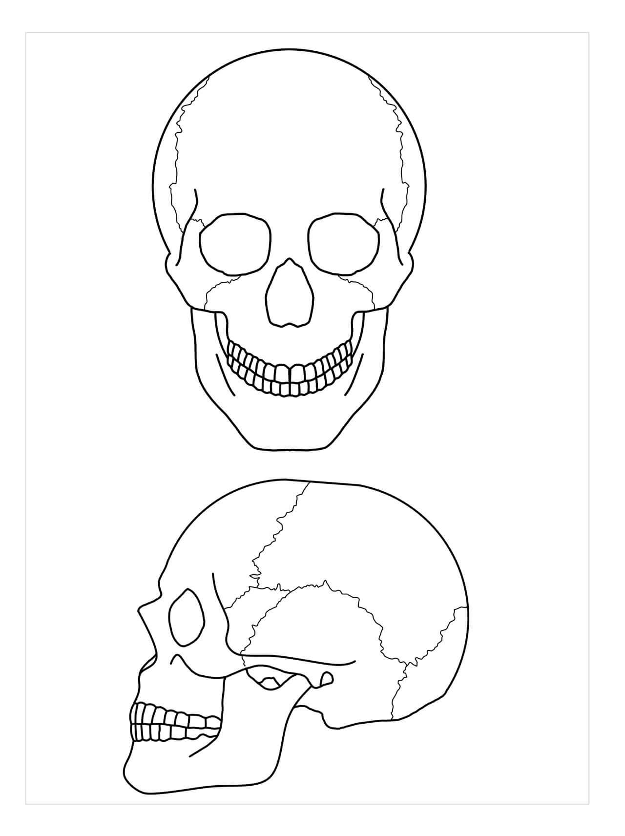Dibujo de Anatomía de Dos Craneos para Colorear