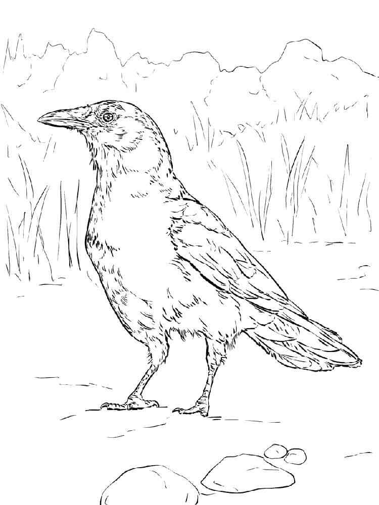 Dibujo de Cuervo 1 para Colorear