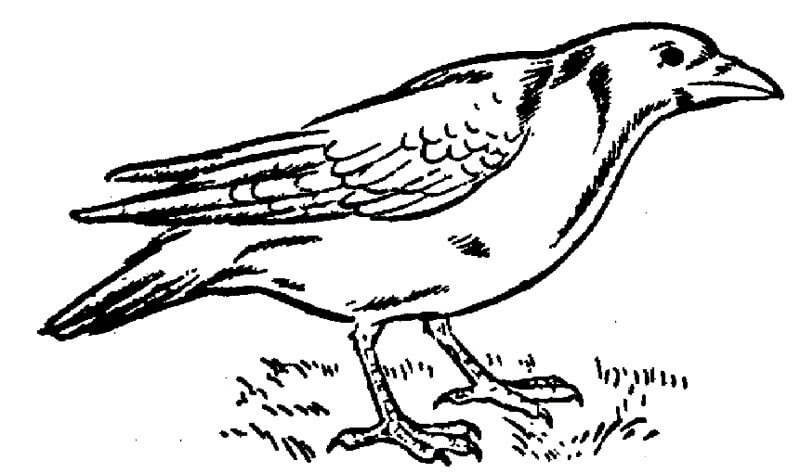 Dibujo de Cuervo Asombroso para Colorear