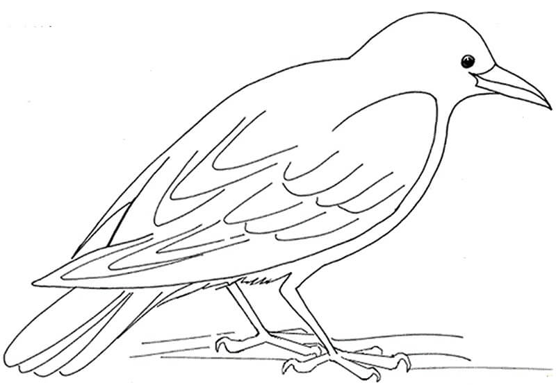 Dibujo de Cuervo Bsico para Colorear