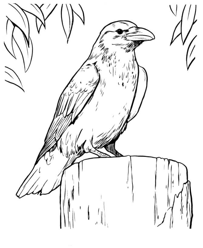 Dibujo de Cuervo Cuervo para Colorear