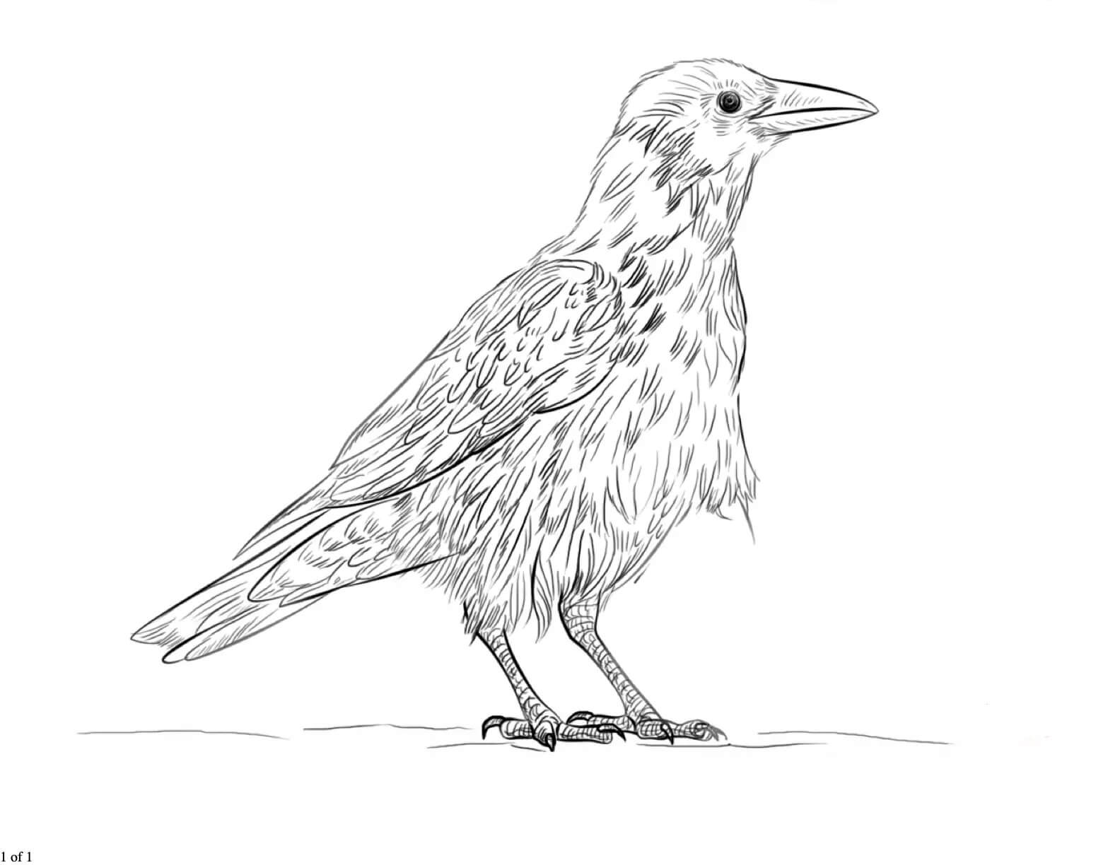 Dibujo de Cuervo Imprimible para Colorear