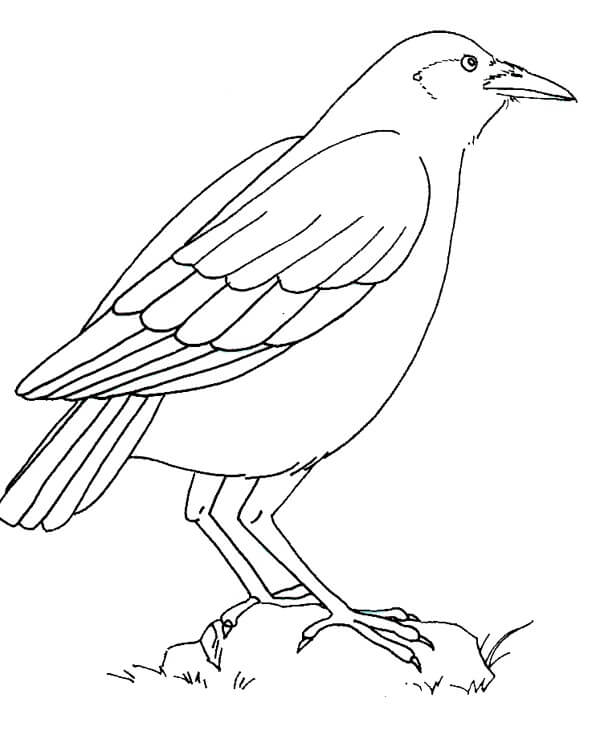 Dibujo de Cuervo de Pie Sobre una Roca para Colorear