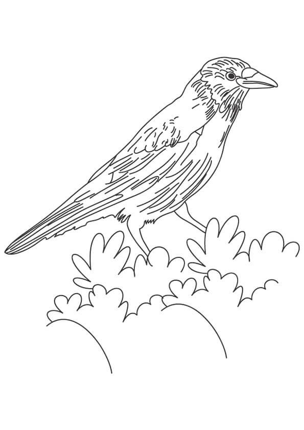 Dibujo de Cuervo en Hoja para Colorear