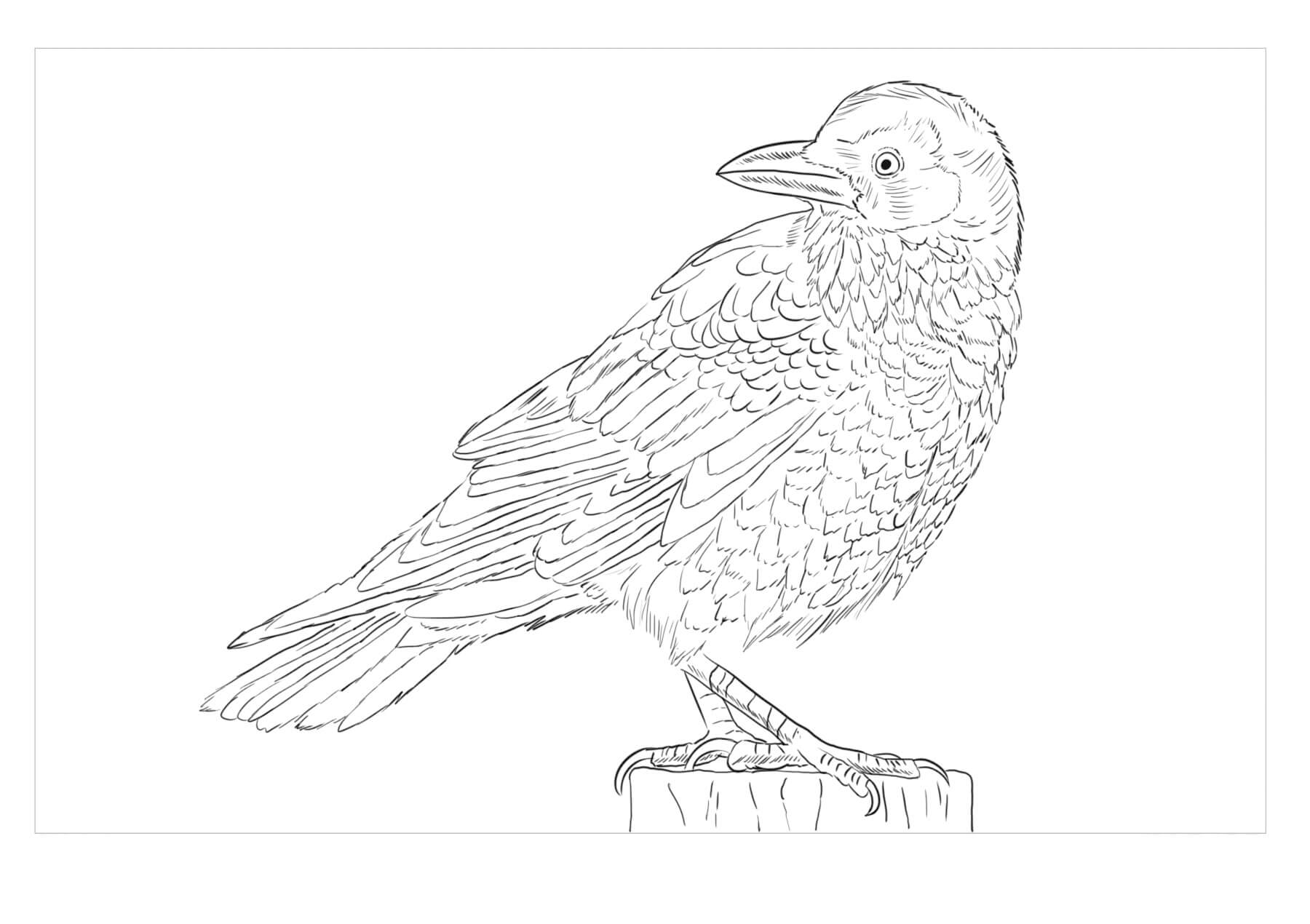 Dibujo de Cuervo Es para Adultos para Colorear