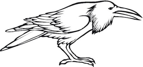 Dibujo de Gran Cuervo para Colorear