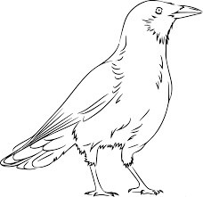 Dibujo de Hermoso Cuervo para Colorear