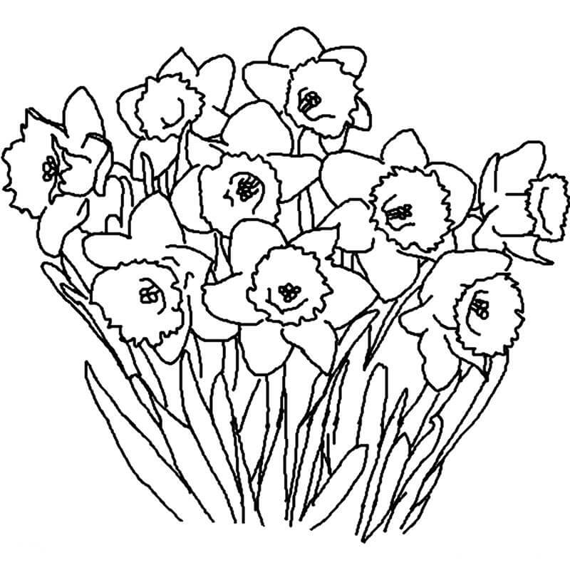 Dibujo de Narciso para Colorear