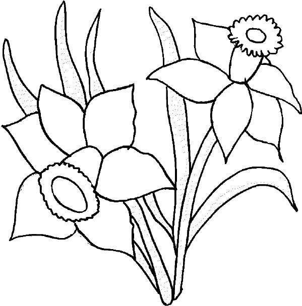 Dibujo de Dos Impresionantes Narcisos para Colorear