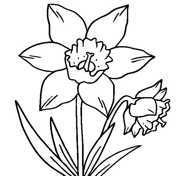 Dibujo de Dos Narcisos en una Olla para Colorear