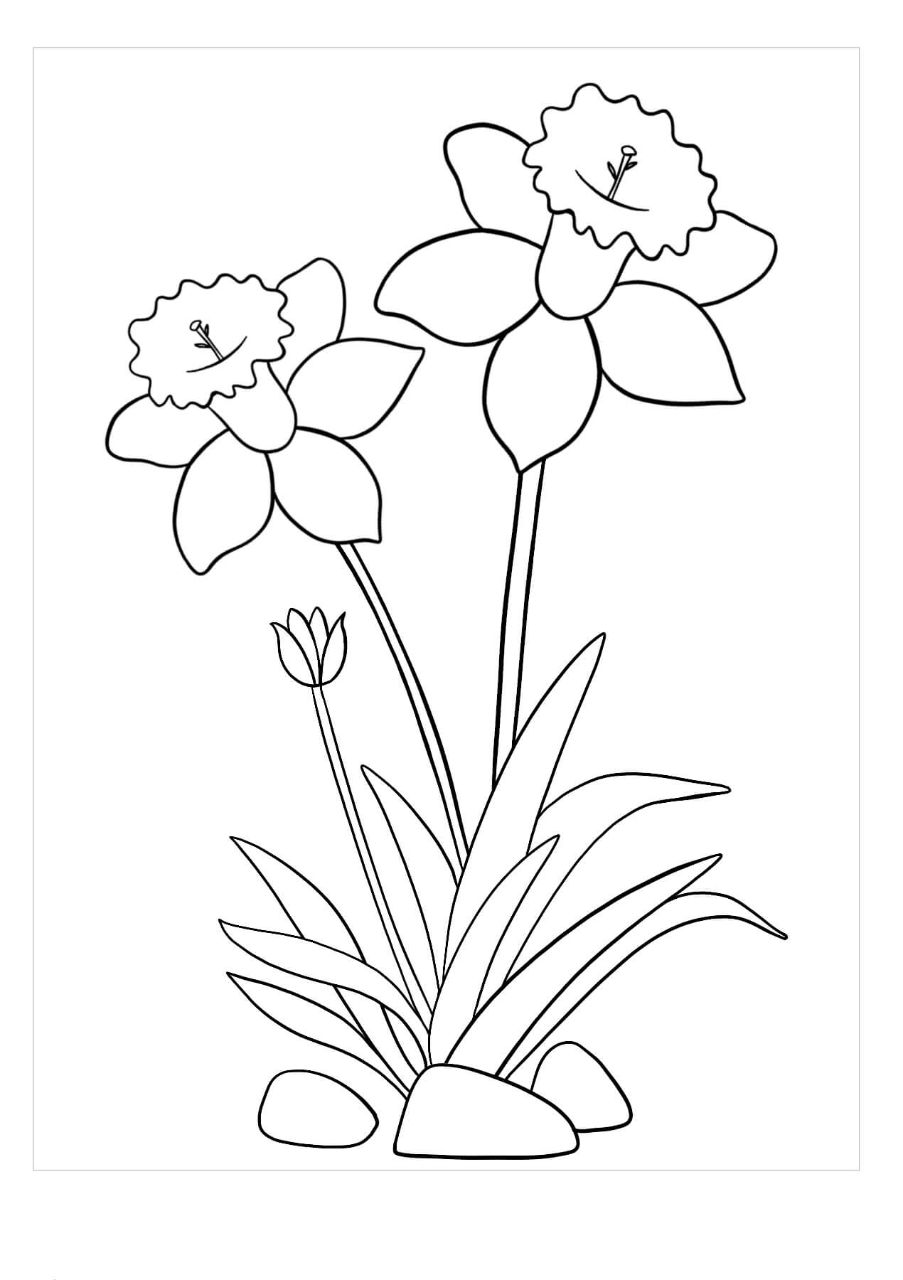 Dibujo de Dos Narcisos y Roca para Colorear