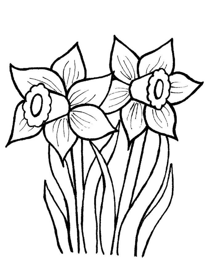Dibujo de Dos Narcisos para Colorear