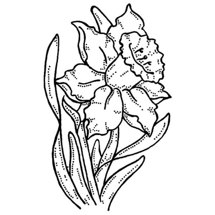 Dibujo de Narciso 1 para Colorear