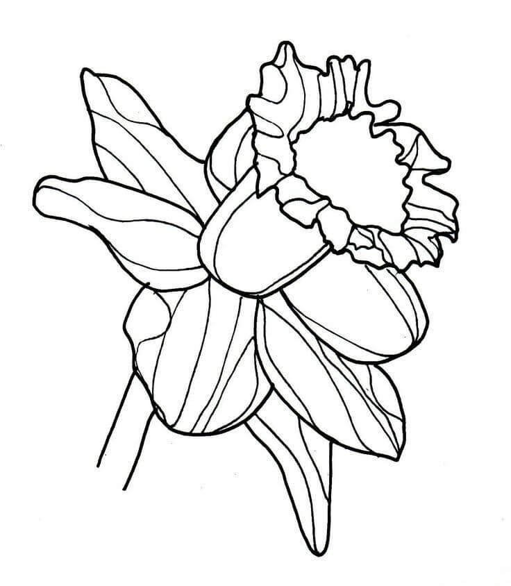 Dibujo de Narciso 2 para Colorear