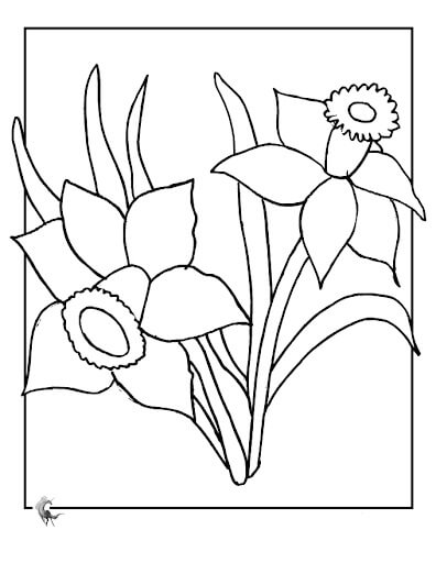 Dibujo de Narciso Asombroso para Colorear