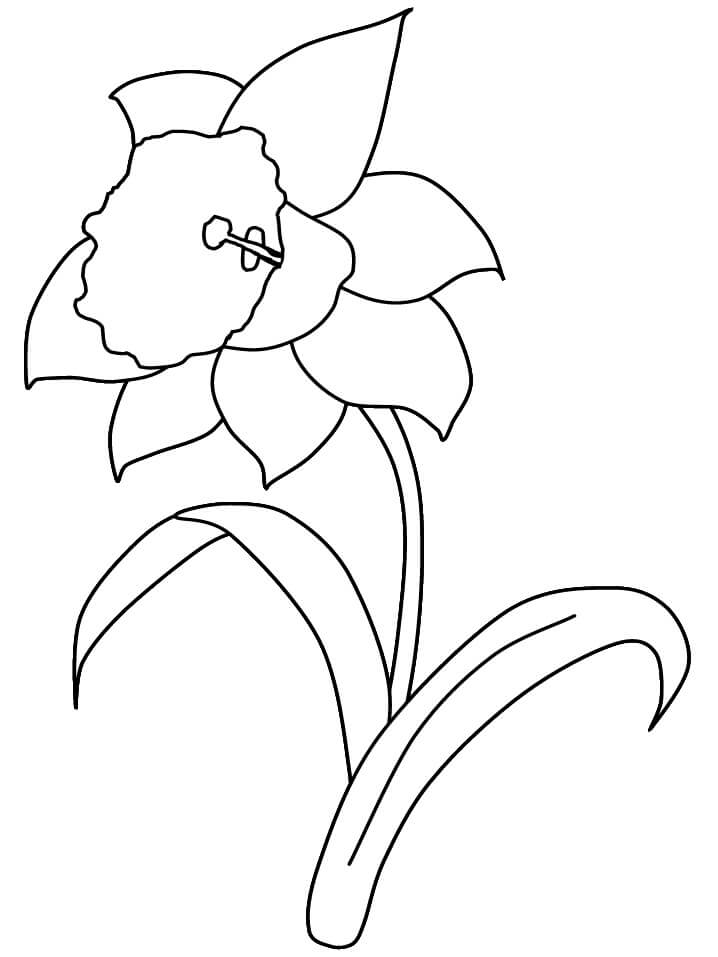 Dibujo de Narciso Bsico para Colorear