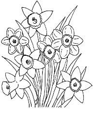 Dibujo de Narciso Flor de Primavera para Colorear