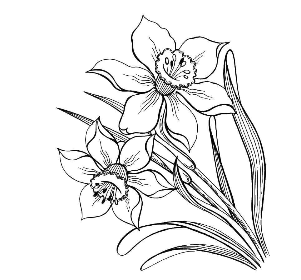 Dibujo de Narciso Imprimible para Colorear