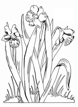 Dibujo de Narciso Perfecto para Colorear