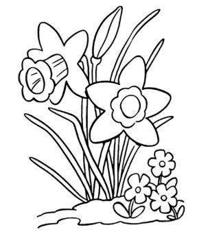 Dibujo de Narciso Simple para Colorear