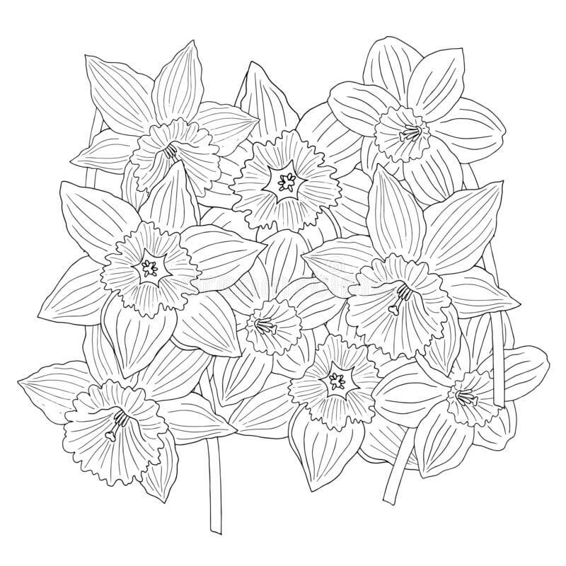 Dibujo de Narciso Adulto para Colorear