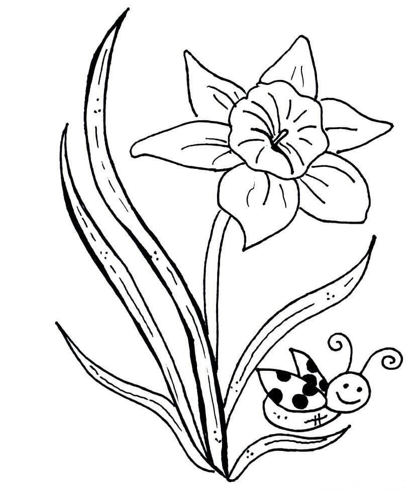 Dibujo de Narciso y Abeja para Colorear