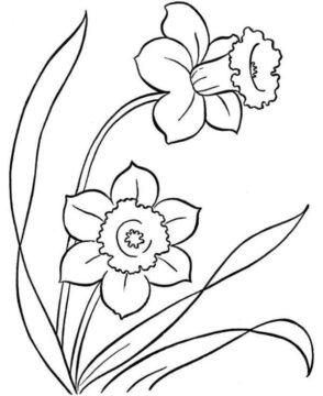 Dibujo de Narcisos Impresionantes para Colorear