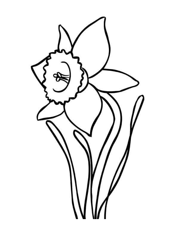 Dibujo de Narcisos Normales para Colorear