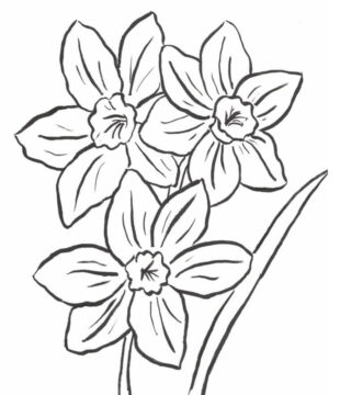 Dibujo de Tres Narcisos para Colorear