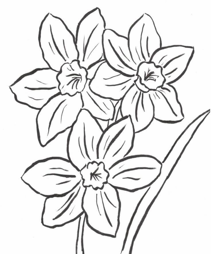 Dibujo de Tres Narcisos para Colorear