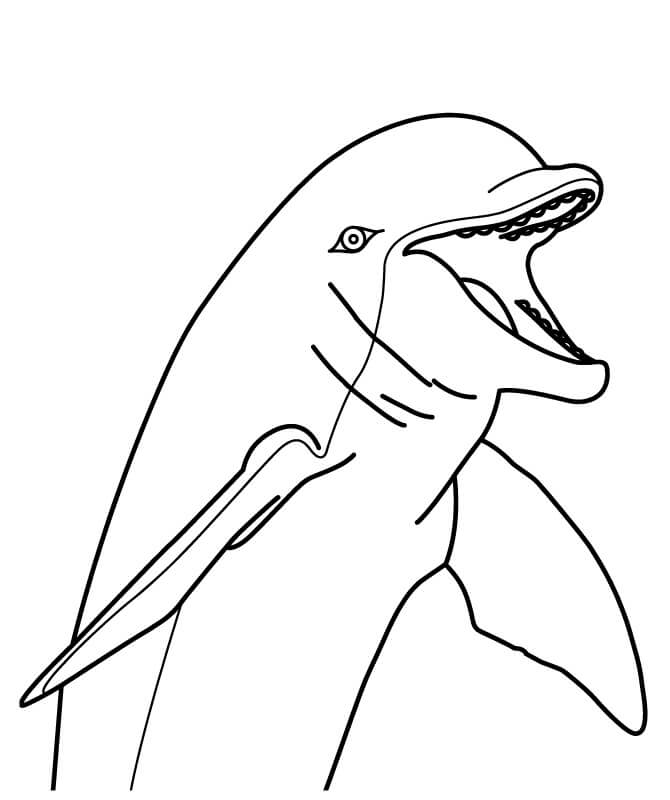 Dibujo de Cara de delfín para Colorear