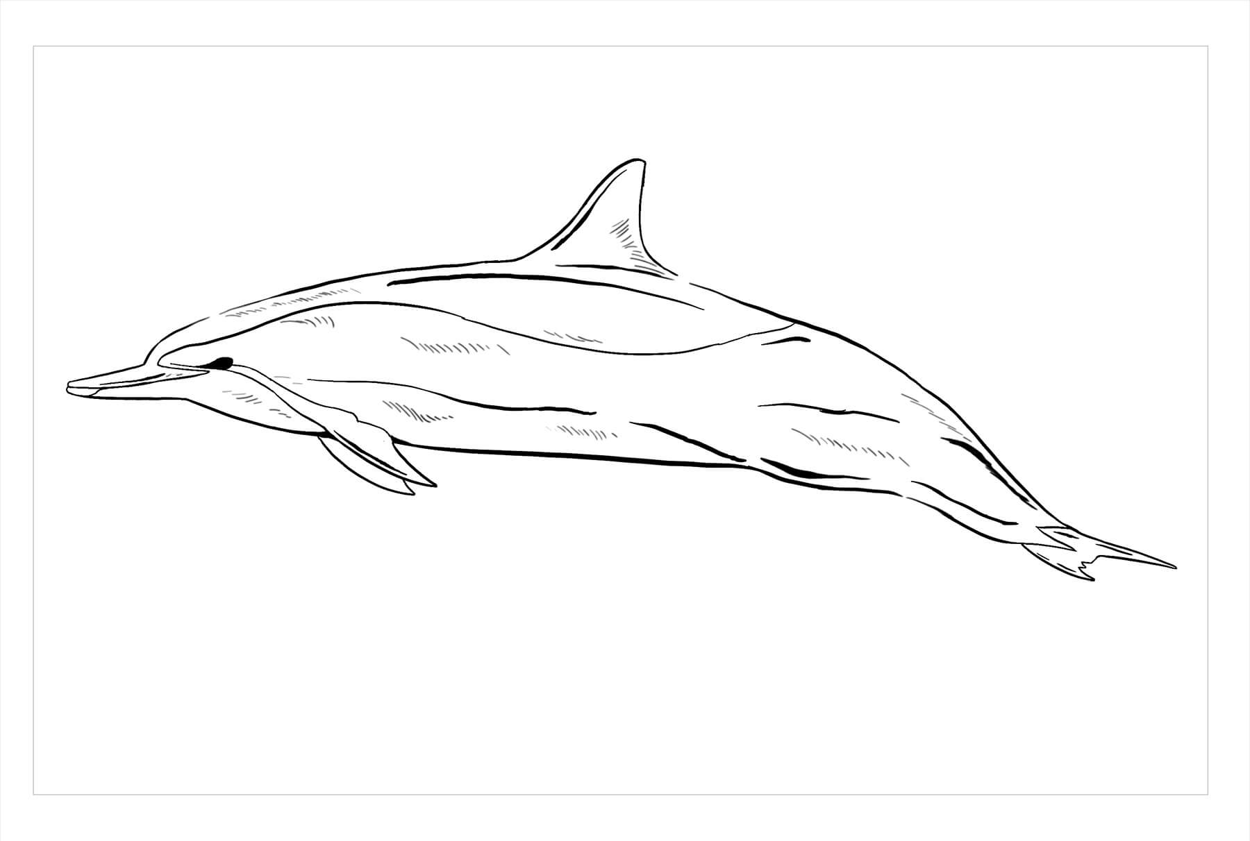 Dibujo de Delfín Girador para Colorear