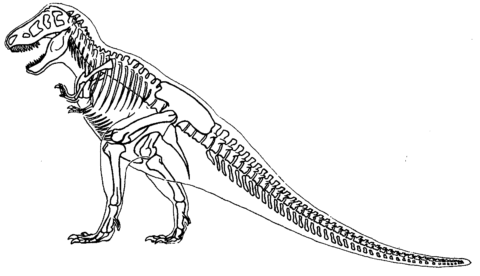 Dibujo de Esqueleto Tirano Saurio Rex para Colorear