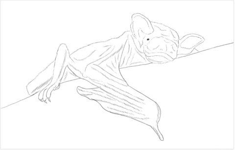 Dibujo de Murcielago Duende para Colorear
