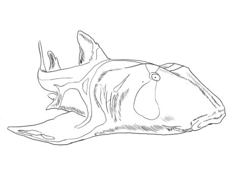 Dibujo de Tiburón de Port Jackson para Colorear