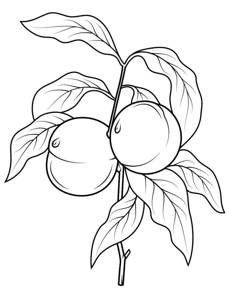 Dibujo de Duraznos en una Rama para Colorear