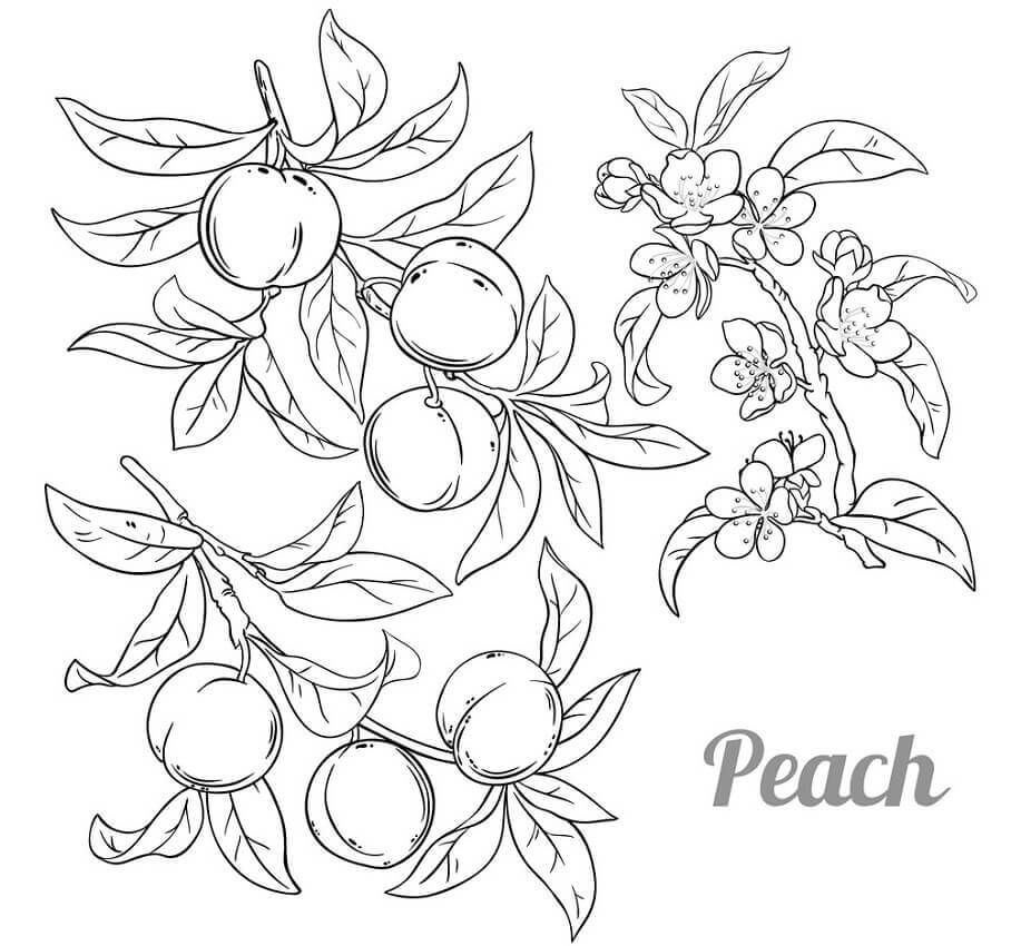 Dibujo de Melocotones para Colorear