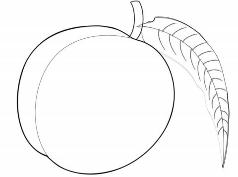 Dibujo de Un Melocotn para Colorear