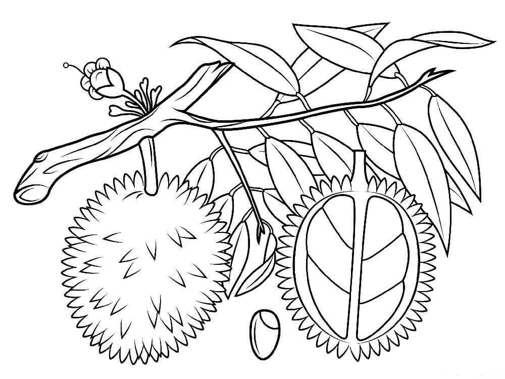 Dibujo de Dos Durian en Rama de Rbol para Colorear