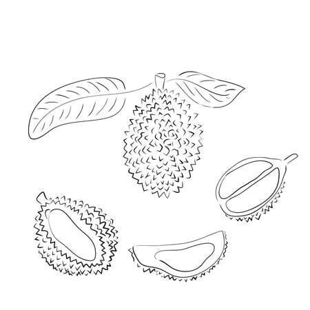 Dibujo de Durian Perfecto para Colorear