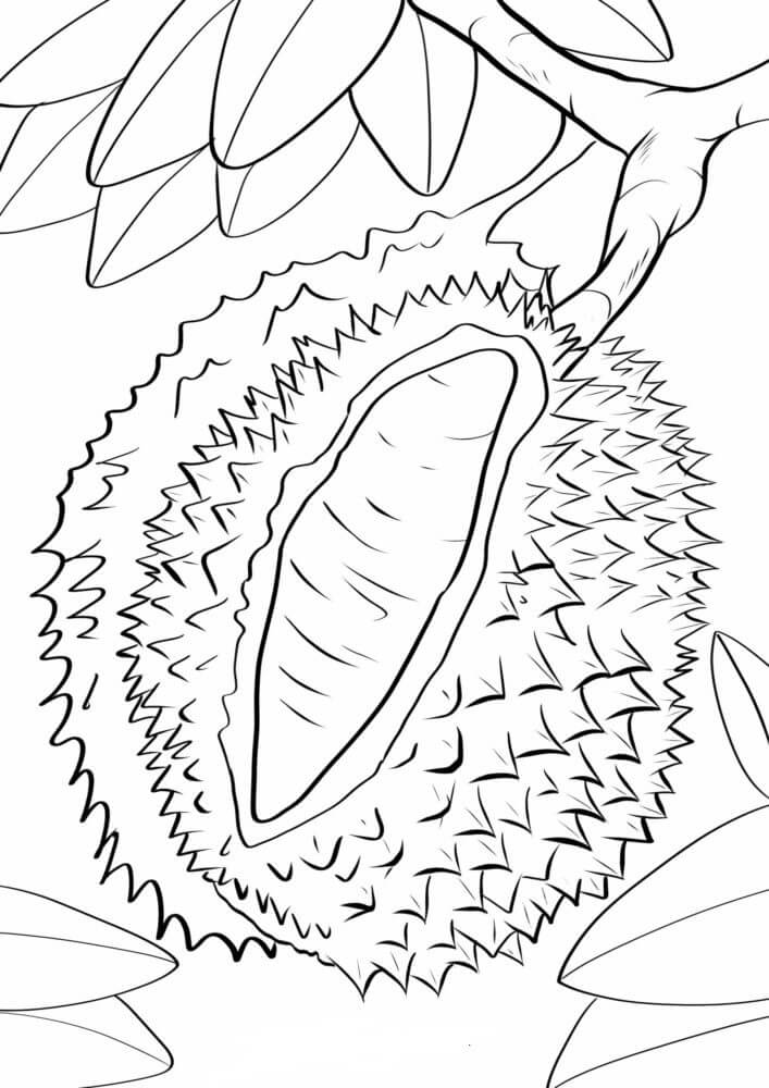 Dibujo de Durian en Rama de Rbol para Colorear
