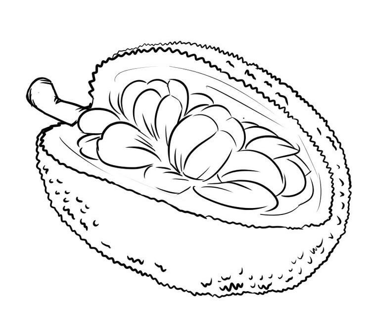 Dibujo de Fruta Durian para Colorear