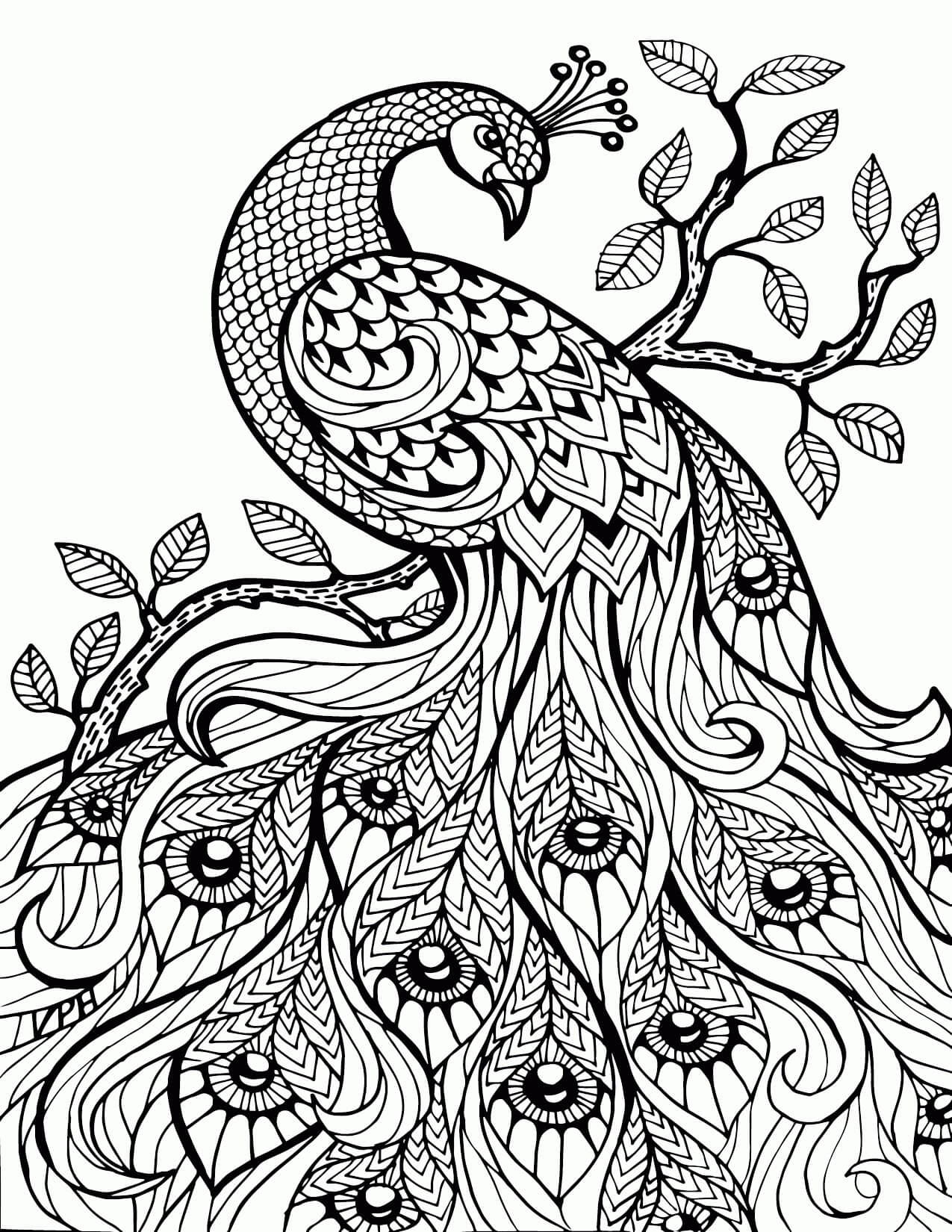 Dibujo de Alivio del Estrs del Pavo Real para Colorear