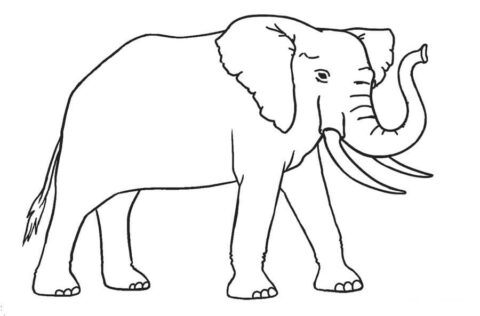 Dibujo de Lindo Elefante para Colorear
