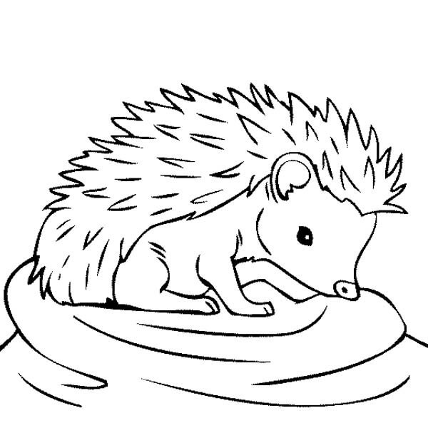 Dibujo de Adorable Erizo para Colorear